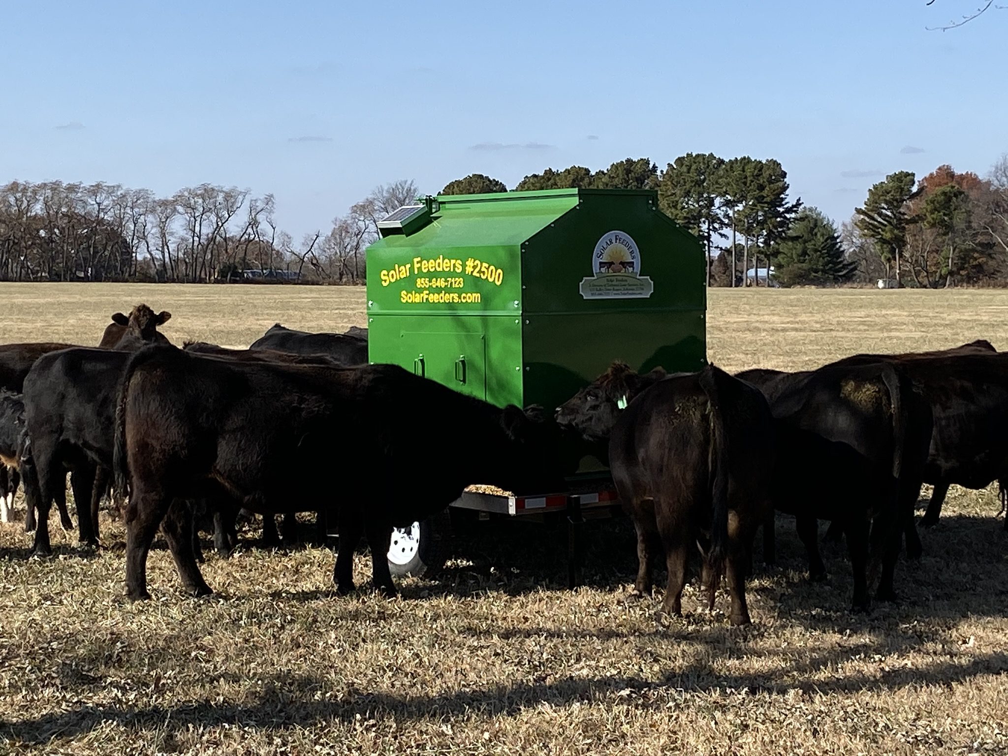 Automatic Livestock Feeder Solar Feeders Cattle